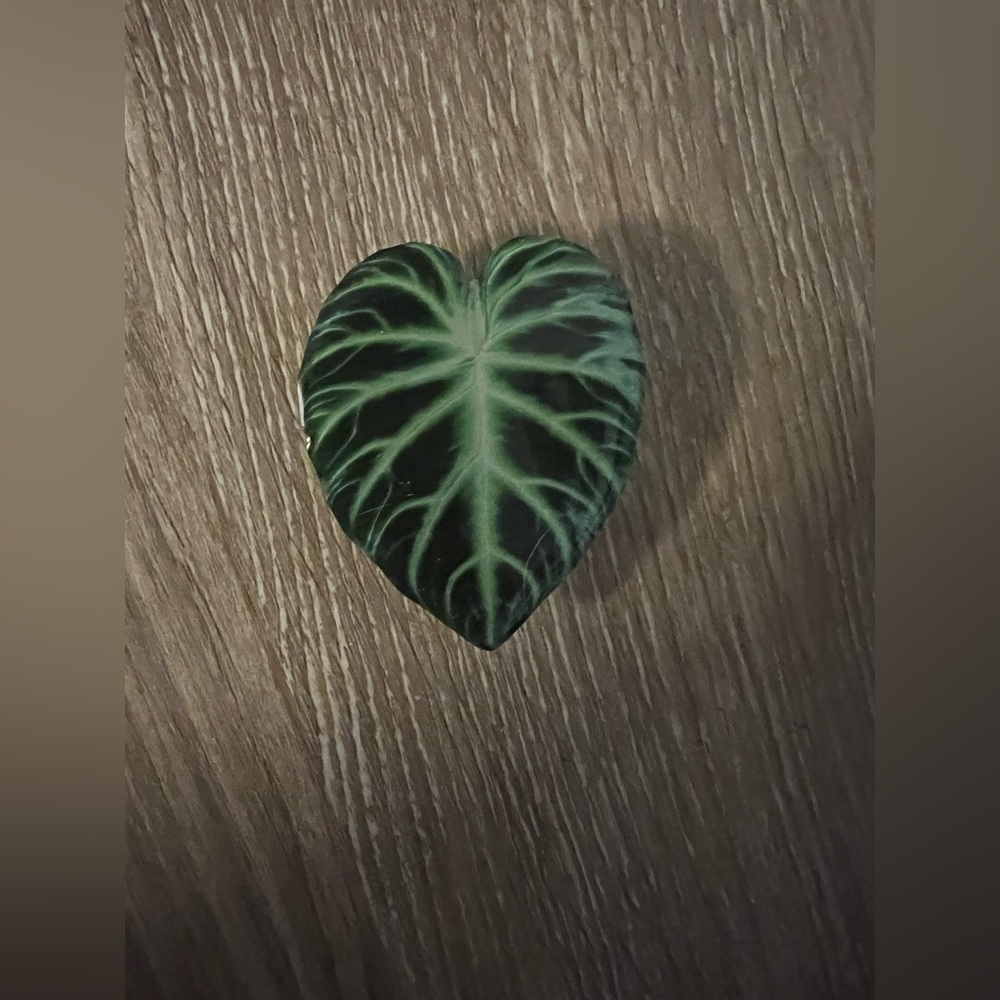New Philodendron verrucosum phone socket